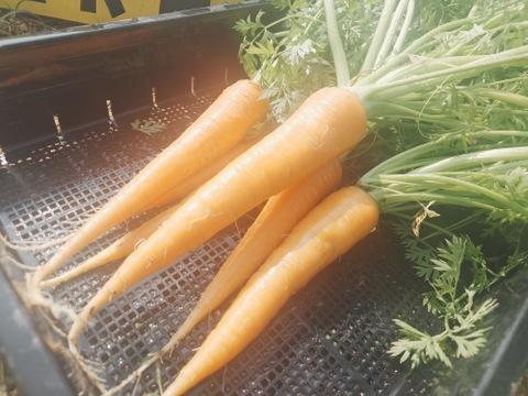 自然栽培　農薬不使用　無肥料　固定種  人参葉 品種 自然農法 にんじん葉つき1キロ60サイズ