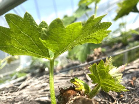 旬の味覚を贅沢に味わう葡萄セット 2房/1kg（シャインマスカット+おすすめ品種）＃食べ比べ