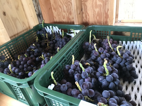 甘味も酸味も濃い味わい！巨峰『福島のブドウ』３kg（４〜８房）【贈答用】【敬老の日ギフト】