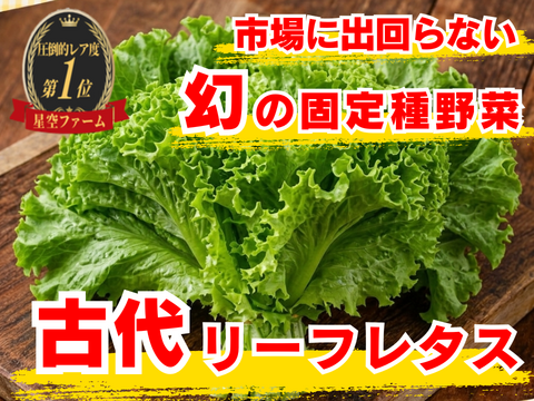【一般流通ではまず出会えない】皿を格上げする緑🌿古代リーフレタス☆家庭で味わうプロ仕様の葉☆古代種ブランド野菜【農薬不使用】【化学肥料不使用】【品種改良なし固定種】お試し1kg🌿4月下旬予約🌿