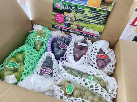 令和7年9月発送【特別栽培農産物】長野県産大人気ぶどうおまかせ詰め合わせ約3㎏（6房～8房）