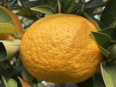 樹上完熟　木なり甘夏！　酸っぱさの中にほのかな甘みが
果汁たっぷりでとってもジューシー。
350〜500g の大玉を5kg（箱込み）でお届け。