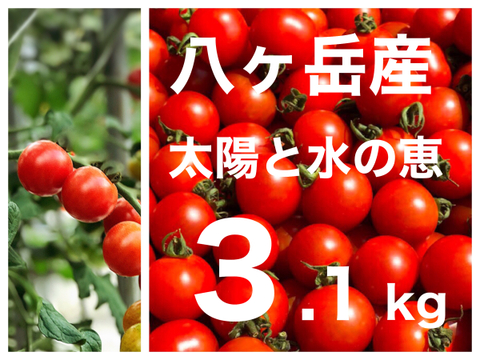 パクパク ミニトマト 箱込約3.1kg 味濃いめ お子様も食べやすい! 八ヶ岳産 品質保証あり