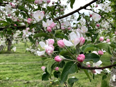 【ジューシー&甘味】太陽の光たっぷり浴びたイチ押しりんごギフト🍎/ 葉取らずサンふじ14~20玉（5kg）