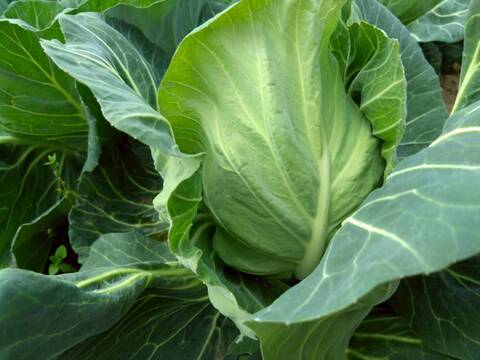 【日テレ出演で話題】💡名門が育てた箱入り娘“芯まで甘い初恋の味”『令嬢初恋キャベツ』400年の伝統土壌🥬お試し1玉約1キロ