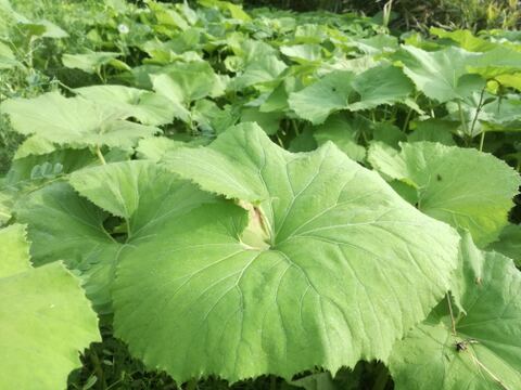 春の息吹：採りたて直送の「ふき」1キロ