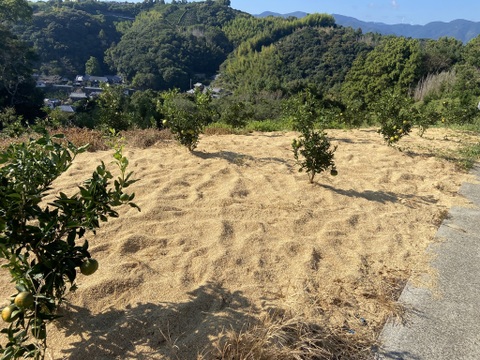 【農薬不使用】柑橘の王様せとか５ｋｇーサンプル糖度１２～１３度