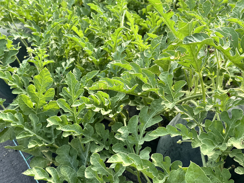 ▼今期終売【晴れの国・岡山県産】★訳あり★濃厚な美味しさ！黒大玉すいか『タヒチ』６～７Kg級-１玉／ニホンミツバチ交配／露地栽培／化成肥料・化学農薬・着果剤不使用【※保冷便指定】