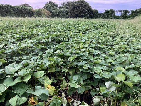 しっとり甘〜い！大山育ち熟成紅はるか3キロ