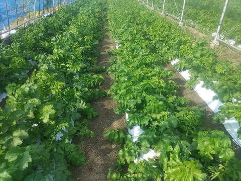 パースニップ（Parsnip） 1kg 1本当たり200g～250g