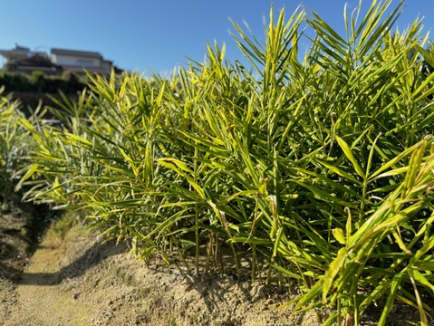 【収穫したての新生姜】 熊本のとれたて新しょうが1.5kg。とれたて・露地栽培の新生姜（1.5kg）を発送します。和食・鍋にいかがですか？