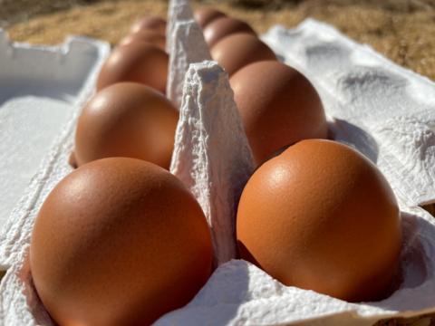 【二年生卵】市場には出回らない貴重なたまご！LLサイズで卵白を多用したい方にもオススメ！(10個入り×２パック)