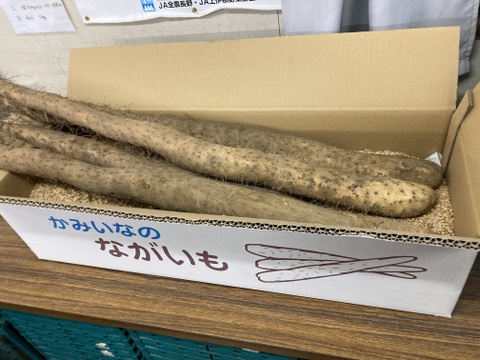 長野県中川村産 長芋（家庭用5kg）