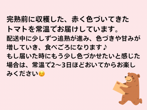 【とまほっぺ】アイコトマト 500g｜愛媛・久万高原直送