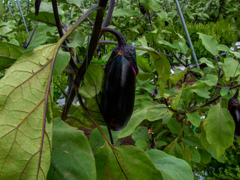 自然のうるおいで艶やかに育った島原の『うる艶なす』| 1 ㎏
