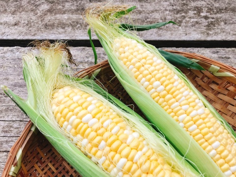 【一日3箱限定】糖度20度越え！ 驚きのフルーツコーン『しあわせコーン』 6本セット