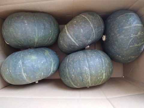 「砂丘育ちの栗かぼちゃ」1箱10㎏程度