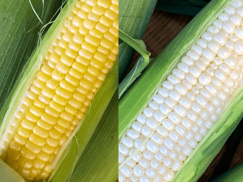 【限定30セット】旬をまるかじり！群馬 夏野菜のとれたて便（食べチョク公式）