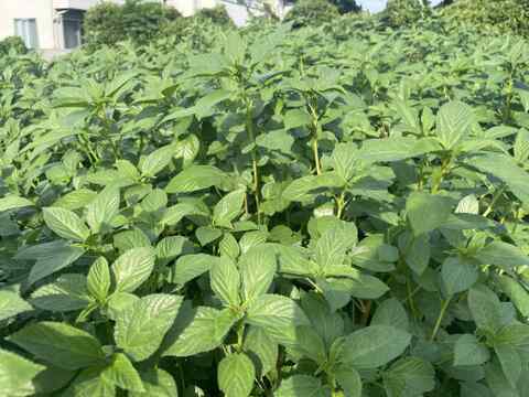 夏の元気を、葉っぱでひとさじ。鴨さんのモロヘイヤ500g