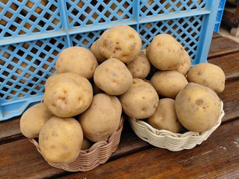 自然栽培　じゃがいも　自然農法　10Kg 北アカリ　自然農 自然栽培 北海道の新じゃが きたあかり S～L混玉 10kg ホクホク甘い