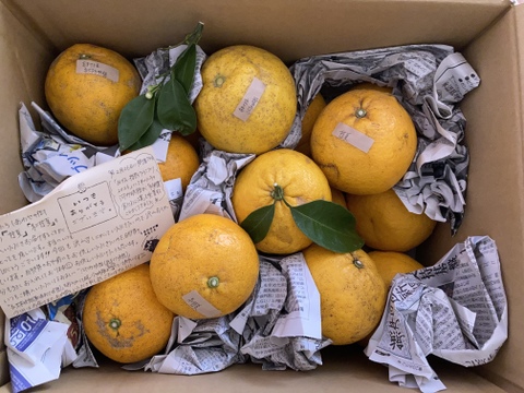 甘夏&紅甘夏　栽培期間中農薬不使用 柑橘セット　箱込み6kg　【柑橘食べ比べ】