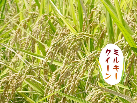 ミルキークイーン・八分づき無洗米（10kg）【栽培期間中　農薬・化学肥料不使用】