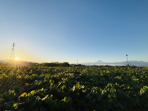 王道黒！ピオーネ1kg(2房)