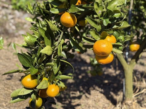 化学農薬不使用！！島育ちの極早生みかん『ゆら』5kg