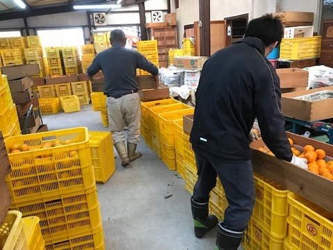 大家族向け　追熟完了　ポンカン　【10kg】　キズ有り　化学系農薬不使用の安心を