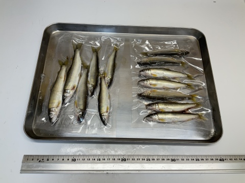 【2023販売開始】天然鮎/鳥取市千代川/網/朝水揚げ→午前中発送/夏を感じてください/300g〜400g【生】【冷蔵】