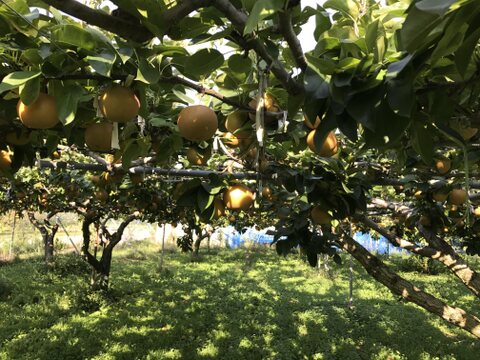 【訳あり 約3㎏】梨（南水 ） 長野県産の甘い品種です　9月下旬から出荷 #NNN0B030