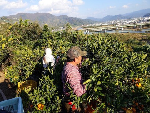 【冬ギフト】農家直送！有田みかん3kg≪2Lサイズ（大玉） 秀品≫【平武農園】～蛍飛ぶ町から旬の便り～　和歌山｜有田｜田口｜ギフト｜こだわり　産地直送　お取り寄せ