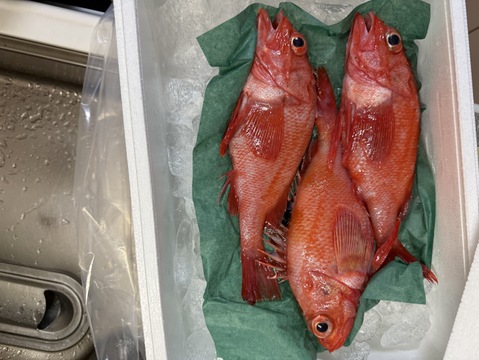 【ラストチャンス】キンキ 大サイズ船上活締め 朝どれ  1kg3尾