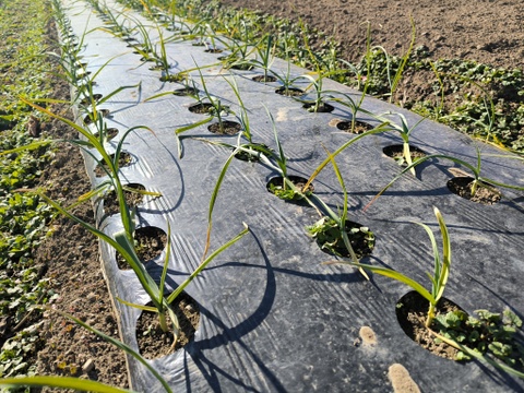 埼玉育ち！みんなのニンニク（嘉定種）500g