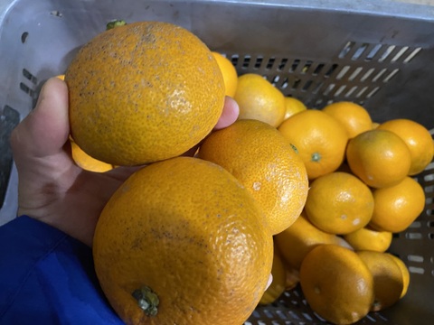 濃厚な味わい！【小玉＆選果落】紅八朔（べにはっさく）（５ｋｇ）