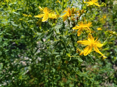 下向きがちな気分をサポート！すっきりとした味のセントジョーンズワートティー10ｇ