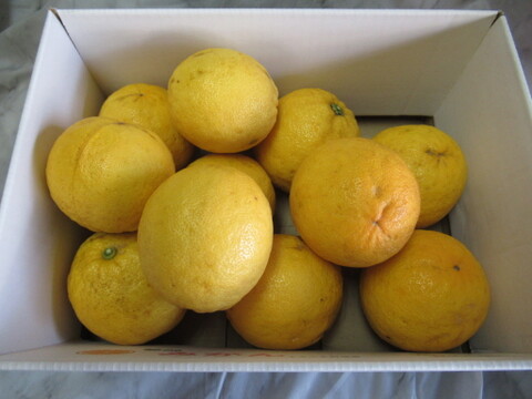レモンの香りはそのまま、酸っぱくない不思議な柑橘　「レモネード」静岡県より産地直送　２㎏