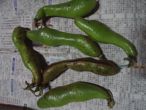 【わけあり】農薬化学肥料不使用のソラマメ