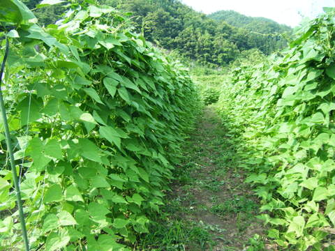 【少量サイズ♪】信州夏野菜セット10品目 お試しにも！
