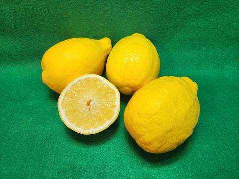 種がないレモン箱込約4㌔　1,000箱以上売れるレモン