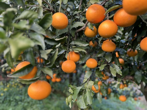 柑橘の母🤱清見オレンジ🍊（家庭用・5Kg）