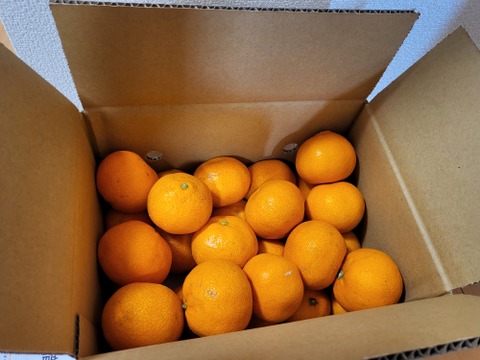 見た目より中身が大事‼︎宮川早生（家庭用）3kg