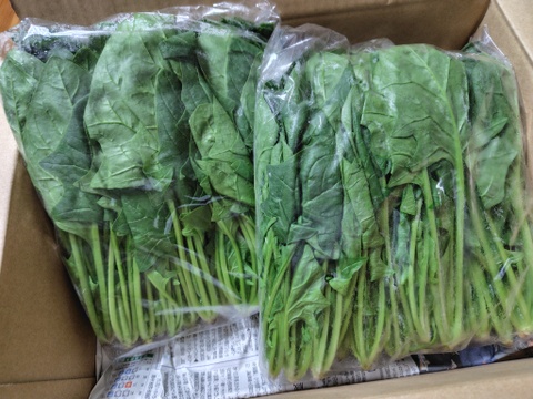 宮ほうれん草　500g　2袋入り