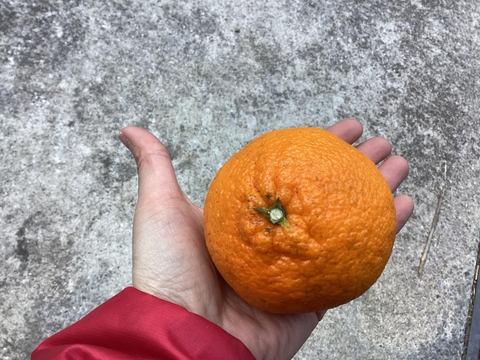 みかんがミシミシ詰まって濃い味【お得意様限定】不知火(しらぬい)　家庭用１．5キロ段々畑育ち複数購入、一緒にカートに入らなくても同梱問い合わせどうぞ