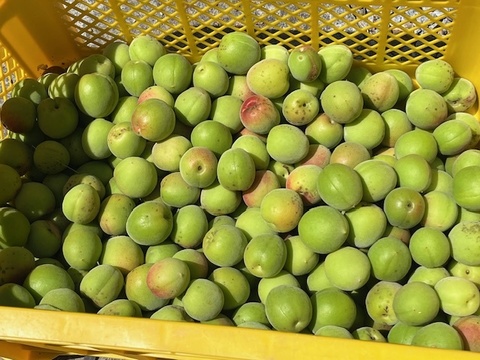 【値下げしました！収穫した梅たちを助けてください！】農薬、肥料不使用・自然栽培の青梅・黄梅混合（大小、品種混合。斑点あり）梅シロップ、梅酒、梅干しに！2kg