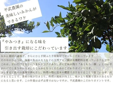 【冬ギフト】農家直送！有田みかん5kg≪訳あり（サイズ混合）≫【平武農園】～蛍飛ぶ町から旬の便り～　和歌山｜有田｜田口｜ギフト｜こだわり　産地直送　お取り寄せ