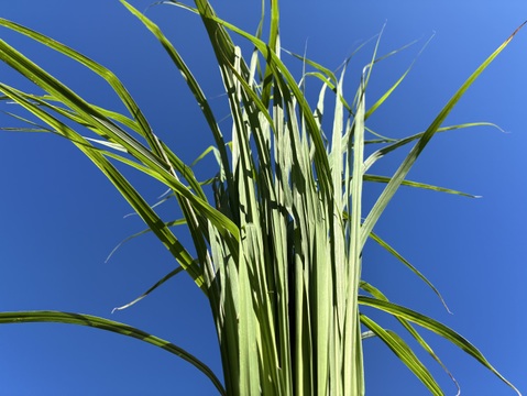 摘みたてレモングラス200g