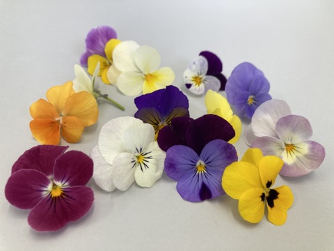 エディブルフラワー　ビオラミックス 20輪