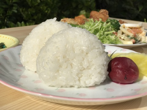 コシヒカリ８分づき精米５㎏　 小松島市生物多様性農業推進協議認証　いのちはぐくむ田んぼ米　令和7年産特別栽培米コシヒカリ玄米100%使用