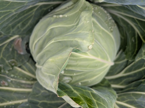 🥬初夏キャベツ🥬２玉